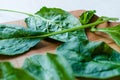 Fresh Baby Spinach Leaves on Wooden Board Royalty Free Stock Photo