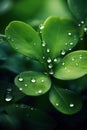 Fresh dew nature drop rain water wet closeup leaf green background plant environment garden Royalty Free Stock Photo