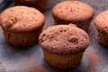 Fresh baked blueberry muffins served on a oven-tray Royalty Free Stock Photo