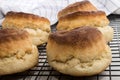 Fresh baked british plain scone