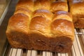 Fresh baked chinese breads in the bakery Royalty Free Stock Photo