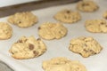 Fresh baked chocolate chip cookies fresh out of the oven on a ba Royalty Free Stock Photo