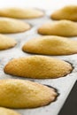 Fresh baked French madeleines