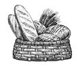 Breads and ears of wheat sketch. Fresh baked goods in basket, vintage illustration