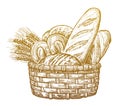 Fresh Baked goods, sketch vintage vector illustration. Breads and ears of wheat in basket