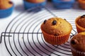 Fresh baked raisin muffins on cooling tray, close-up shot Royalty Free Stock Photo