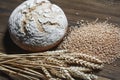 Fresh baked wheat bread loaf, a handful of wheat grain and wheat ears on a dark brown wooden background. Royalty Free Stock Photo