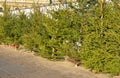 Fresh balsam fir Christmas trees for sale on the fir market. Choose the perfect Christmas tree Royalty Free Stock Photo