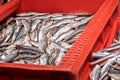 Fresh Baltic sprat. sale at the market in the red plastic box Royalty Free Stock Photo