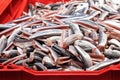 Fresh Baltic sprats without their heads Royalty Free Stock Photo