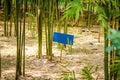 Fresh bamboo forest, green natural background Royalty Free Stock Photo