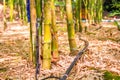 Fresh bamboo forest, green natural background Royalty Free Stock Photo