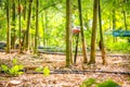 Fresh bamboo forest, green natural background Royalty Free Stock Photo