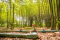 Fresh bamboo forest, green natural background Royalty Free Stock Photo