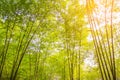 Fresh bamboo forest, green natural background Royalty Free Stock Photo