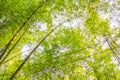 Fresh bamboo forest, green natural background Royalty Free Stock Photo