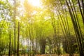 Fresh bamboo forest, green natural background Royalty Free Stock Photo