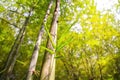 Fresh bamboo forest, green natural background Royalty Free Stock Photo