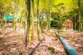 Fresh bamboo forest, green natural background Royalty Free Stock Photo