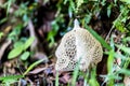 Fresh Bamboo fungus Phallus indusiatus Royalty Free Stock Photo