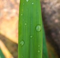 Fresh bamboo leaf with water drops macro photo. Morning dew on small bamboo leaf. Royalty Free Stock Photo