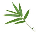 Fresh bamboo leaves border isolated on white background, botanic Royalty Free Stock Photo