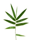 Fresh bamboo leaves border isolated on white background, botanic Royalty Free Stock Photo