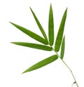Fresh bamboo leaves border isolated on white background, botanic Royalty Free Stock Photo
