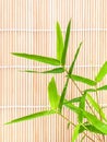 Fresh bamboo leaves border with water drop . Royalty Free Stock Photo