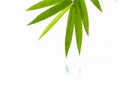 Fresh bamboo leaves border with water drop isolated on white background, botanical zen forest, tropical spa decoration, backdrop Royalty Free Stock Photo