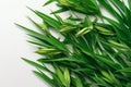 Fresh bamboo leaves on a white background, top view Royalty Free Stock Photo