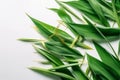 Fresh bamboo leaves on a white background, top view Royalty Free Stock Photo