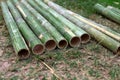 Fresh bamboo pipe cut Royalty Free Stock Photo