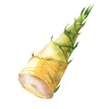 Fresh bamboo shoot , vegetarian food, spring young bamboo, hand drawn watercolor illustration on white