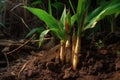 fresh bamboo shoots emerging from soil