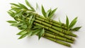 Fresh bamboo stems with vibrant green leaves on a white background
