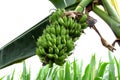 Fresh banan tree with gree leaf s