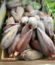 Banana Flower Buds Royalty Free Stock Photo