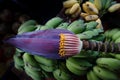 Fresh banana flower, raw, with bunches of bananas Royalty Free Stock Photo