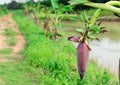 Fresh banana flower and raw fruits. Royalty Free Stock Photo