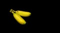 Fresh banana fruit on black background with copy space