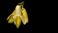 Fresh banana fruit on black background with copy space