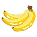 Fresh Banana Fruit