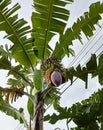 Fresh Banana Heart Can Be Processed Into Delicious Dishes