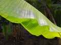 Fresh Banana leaf as abstract form