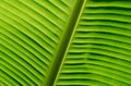 Fresh banana leaf background Royalty Free Stock Photo