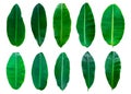 Fresh Banana Leaf Isolated with clipping path Royalty Free Stock Photo