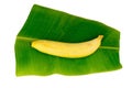 fresh Banana on leaf isolated on white background Royalty Free Stock Photo