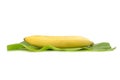 fresh Banana on leaf isolated on white background Royalty Free Stock Photo