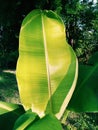 Fresh banana leaves with shining light Royalty Free Stock Photo